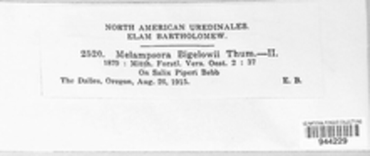 Melampsora bigelowii image